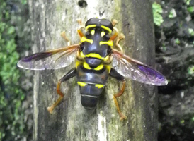 Meromacrus acutus